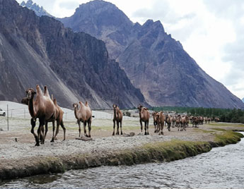 Ladakh Tour Packages