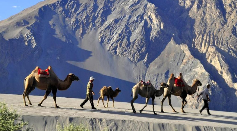 Camps Nubra Valley